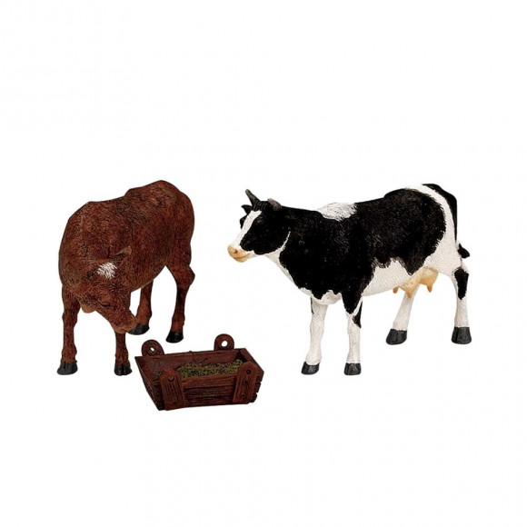 FEEDING COW & BULL