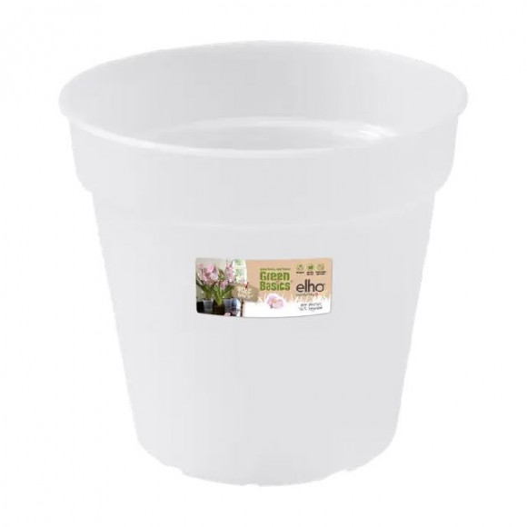 GB ORCHID 17CM TRASP.