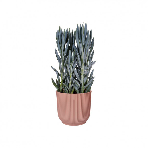 VIBES FOLD R. WHEELS 35CM DELI PINK
