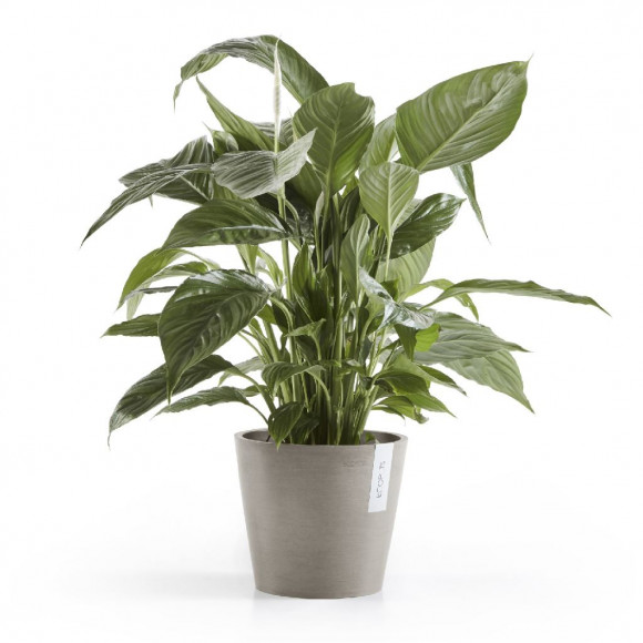 AMSTERDAM 20 CM  TAUPE 2