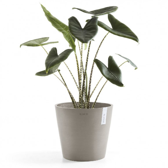 AMSTERDAM 25 CM  TAUPE 2