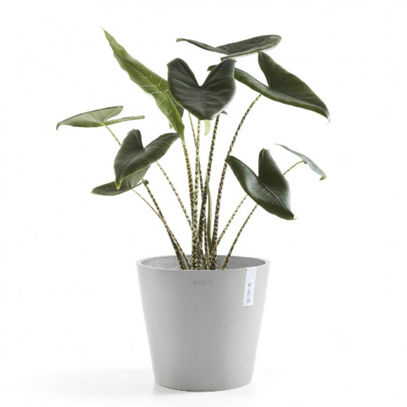 AMSTERDAM 30 CM  WHITE GREY 2