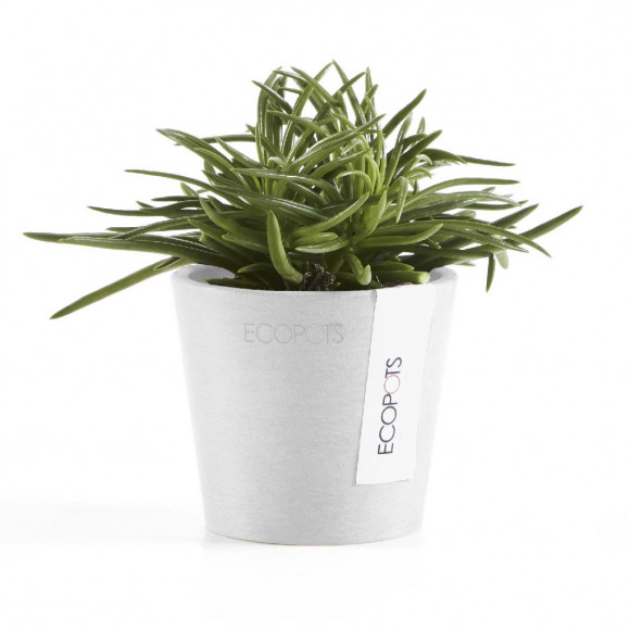 AMSTERDAM 8 CM  PW 2