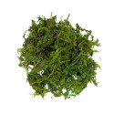 MATERIALE DECORATIVO MUSCHIO VERDE 30GR