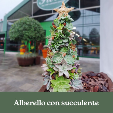 CORSO ALBERELLO CON SUCCULENTE