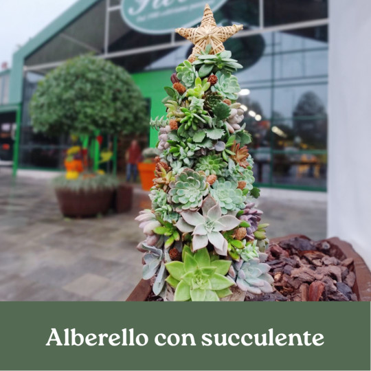 CORSO ALBERELLO CON SUCCULENTE