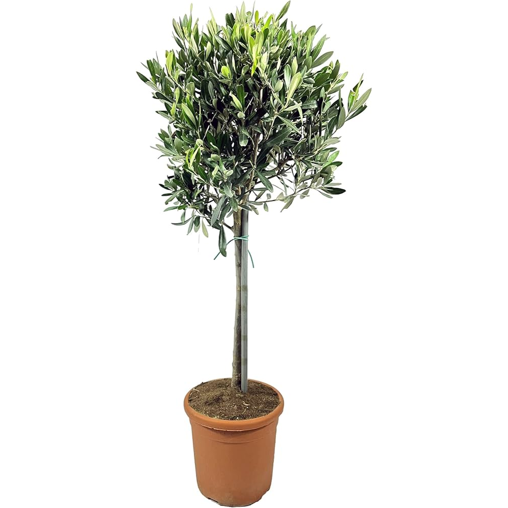 ULIVO ALBERETTO V.20