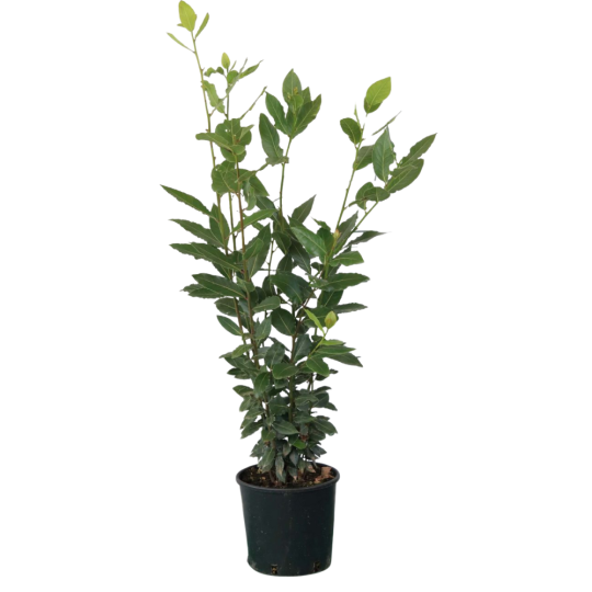 LAURO NOBILIS V18 H100