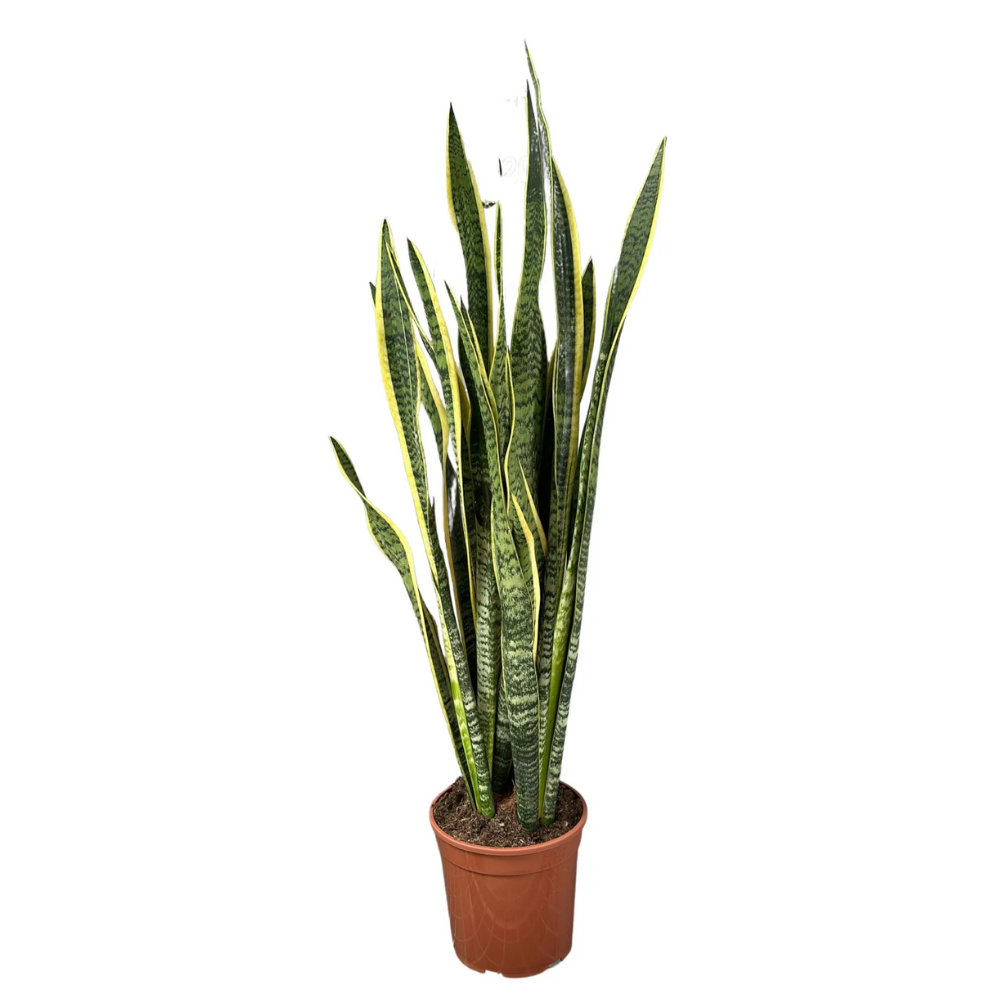 SANSEVIERIA LAURENTII CESPUGLIO P24