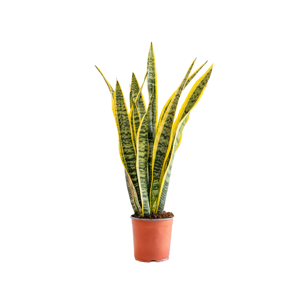 SANSEVIERIA LAURENTII CESPUGLIO P17