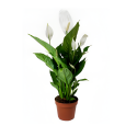 SPATHIPHYLLUM V.13