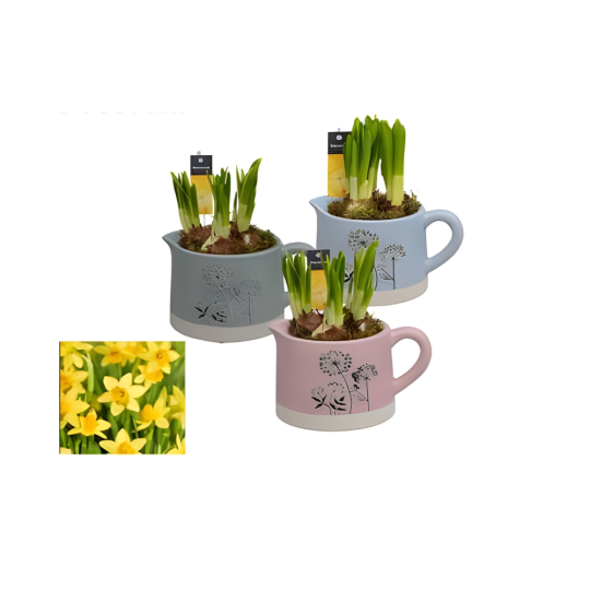 BULBI IN COMPOSIZIONE