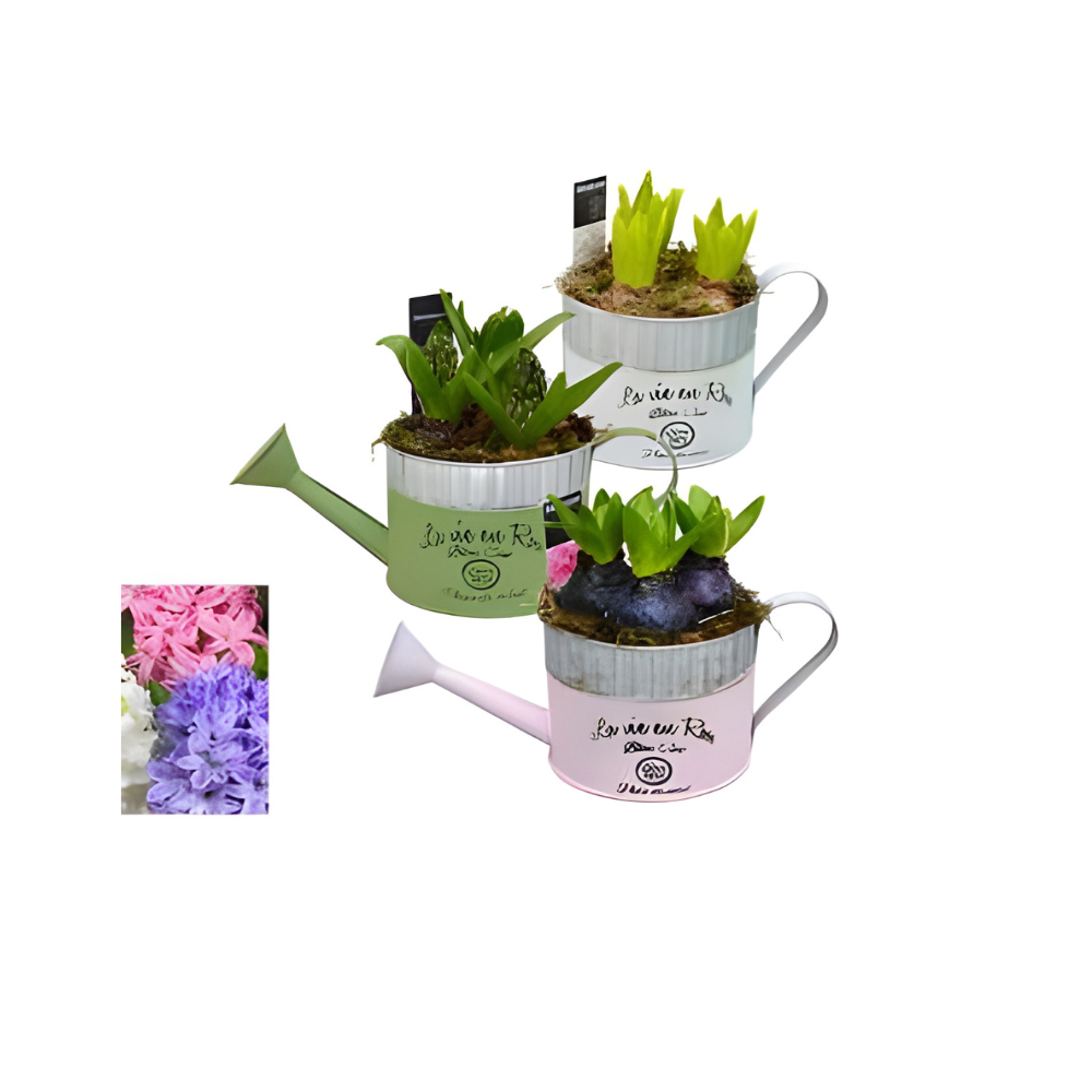 BULBI IN COMPOSIZIONE