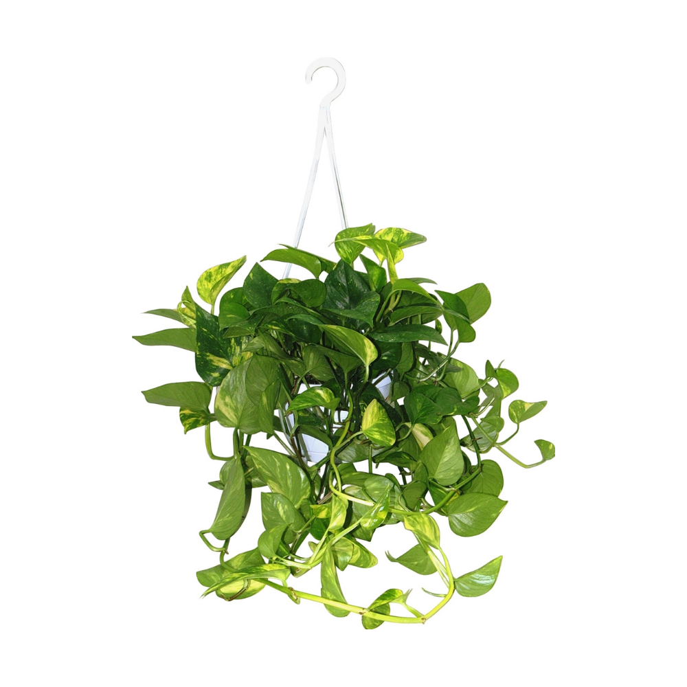 POTHOS AUREA / EPIPREMUN BK16