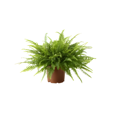 NEPHROLEPIS / FELCE BK.18