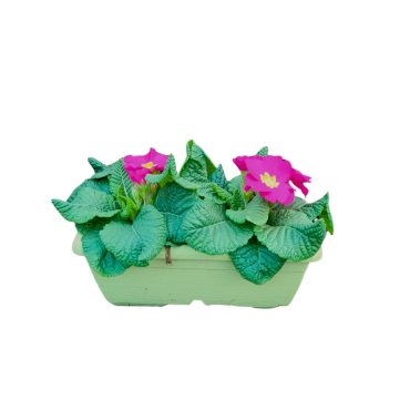 PRIMULA VERIS MINI BALCONETTA 28CM