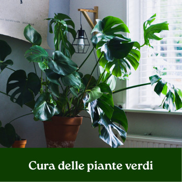 CORSO CURA DELLE PIANTE VERDI