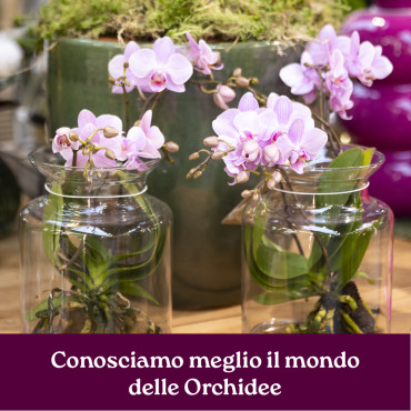 CORSO CONOSCIAMO MEGLIO IL MONDO DELLE ORCHIDEE