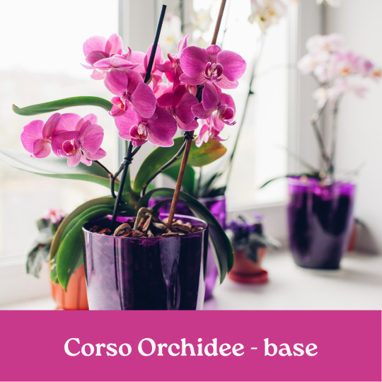 CORSO ORCHIDEE BASE
