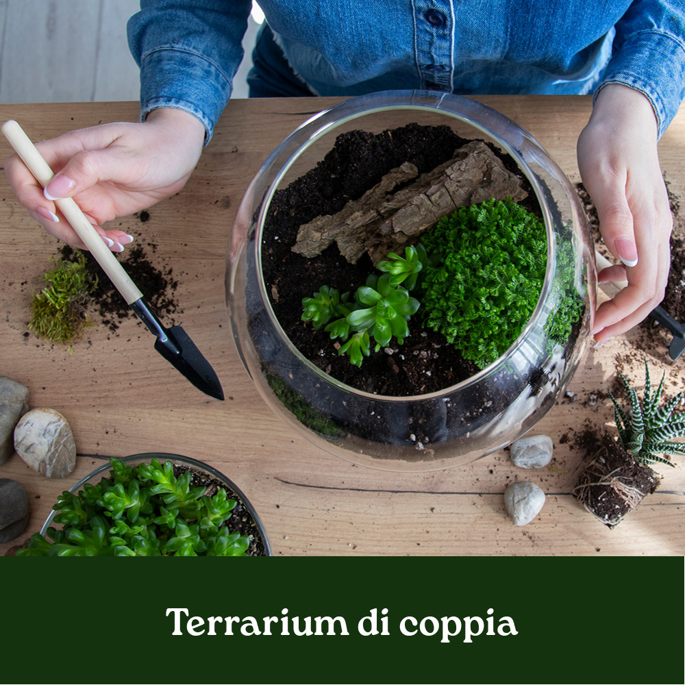CORSO TERRARIUM DI COPPIA