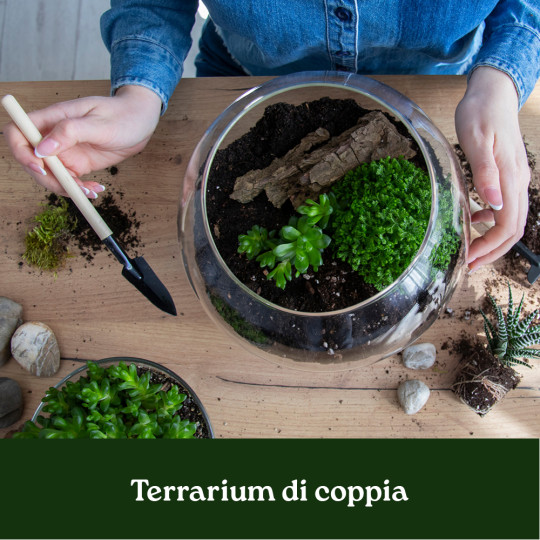 CORSO TERRARIUM DI COPPIA