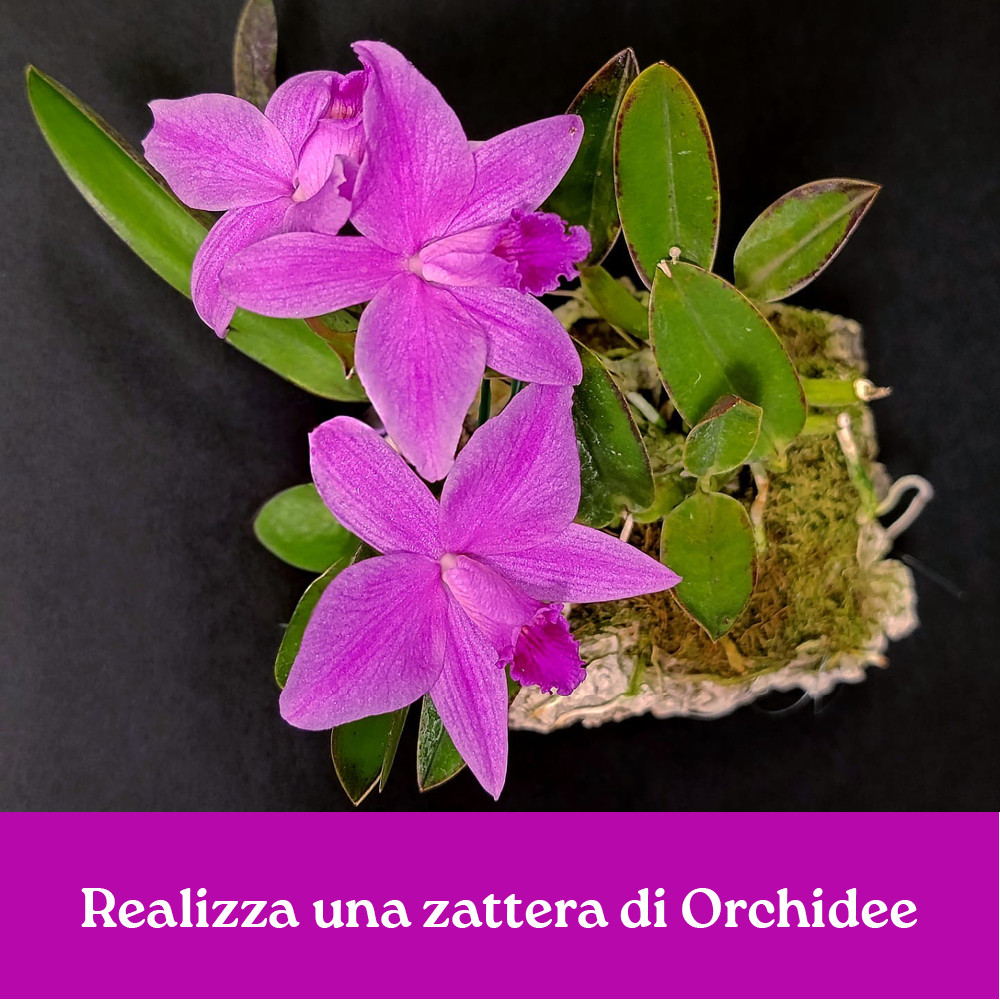 CORSO REALIZZA UNA ZATTERA DI ORCHIDEE