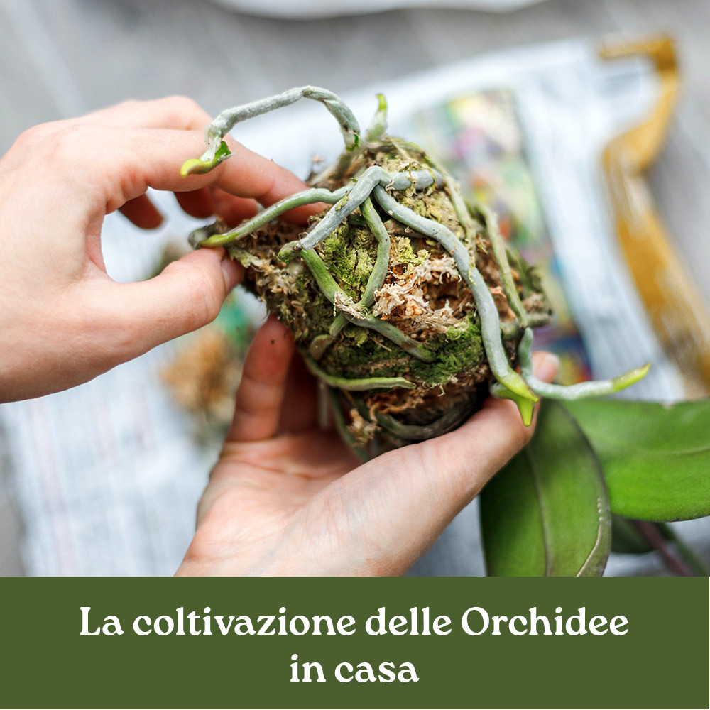 CORSO LA COLTIVAZIONE DELLE ORCHIDEE IN CASA