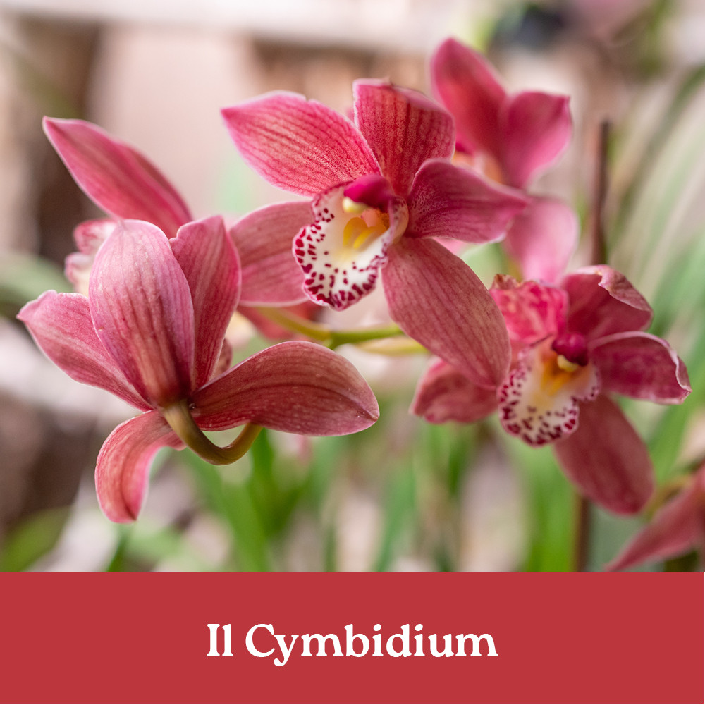 CORSO IL CYMBIDIUM