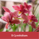 CORSO IL CYMBIDIUM