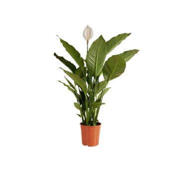 SPATHIPHYLLUM XXL V.19