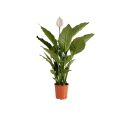 SPATHIPHYLLUM XXL V.19