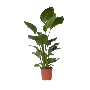 STRELITZIA NICOLAI V.17