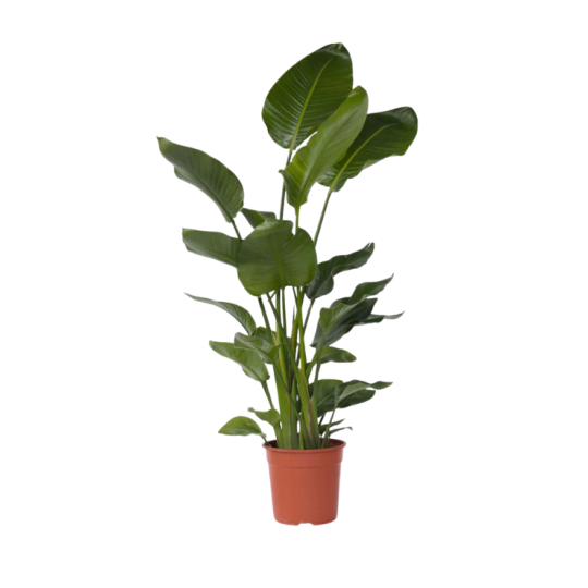 STRELITZIA NICOLAI V.17