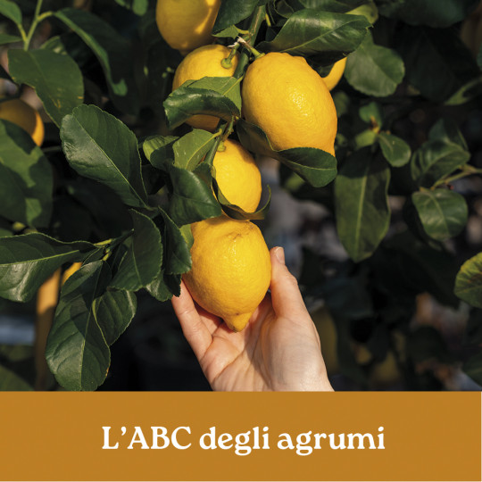 L'ABC DEGLI AGRUMI