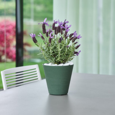 VASO HOOP D.30 CLOUD 2