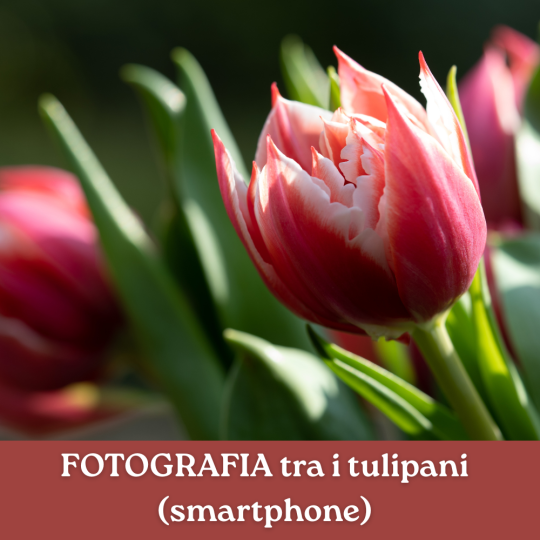 FOTOGRAFIA TRA I TULIPANI (SMARTPHONE)