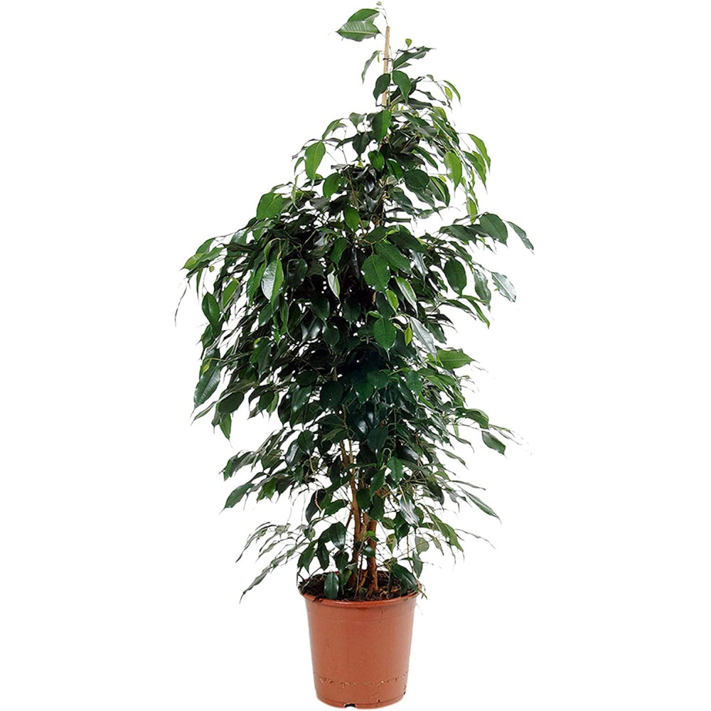FICUS BENJAMIN V.27 EXTRA