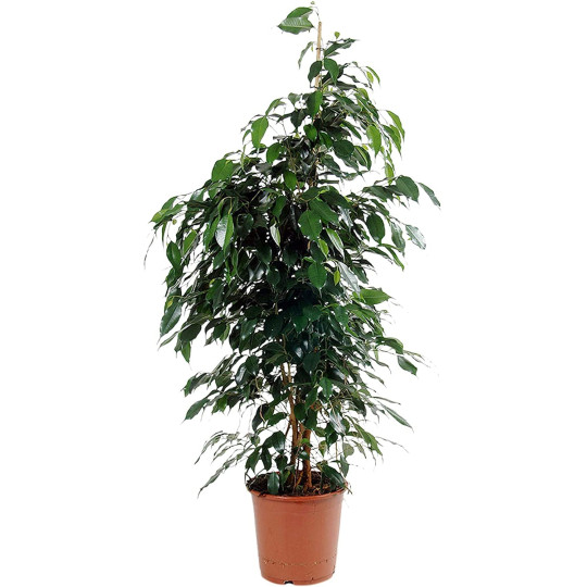 FICUS BENJAMIN V.27 EXTRA