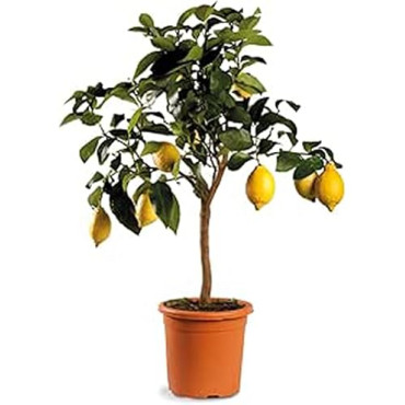 LIMONE MINI ALBERETTO V.20 EXTRA