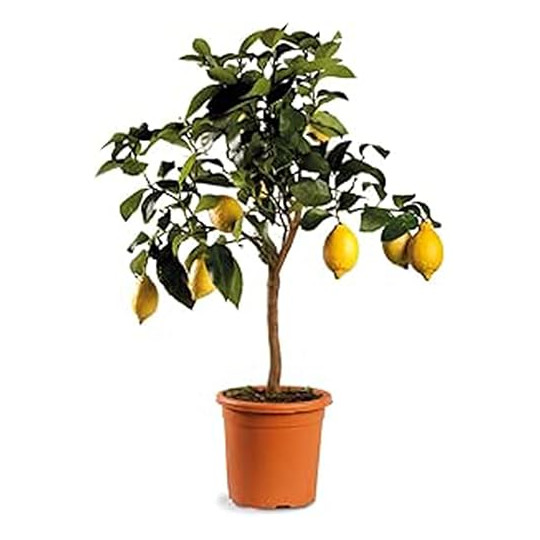 LIMONE MINI ALBERETTO V.20 EXTRA