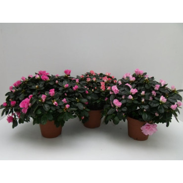 AZALEA INDICA 27/30