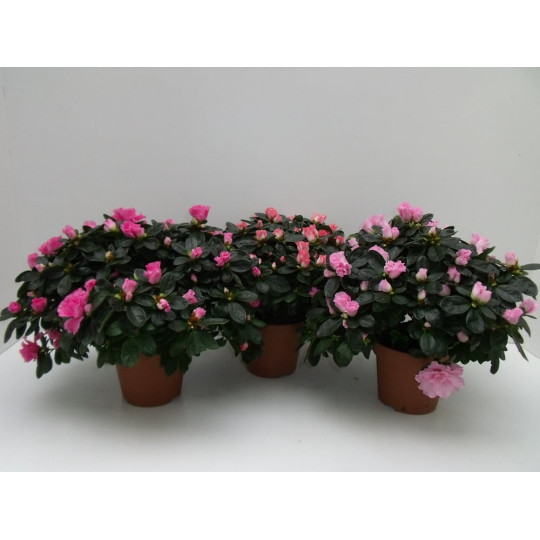 AZALEA INDICA 27/30