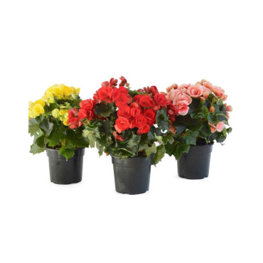 BEGONIA ELATIOR V.22