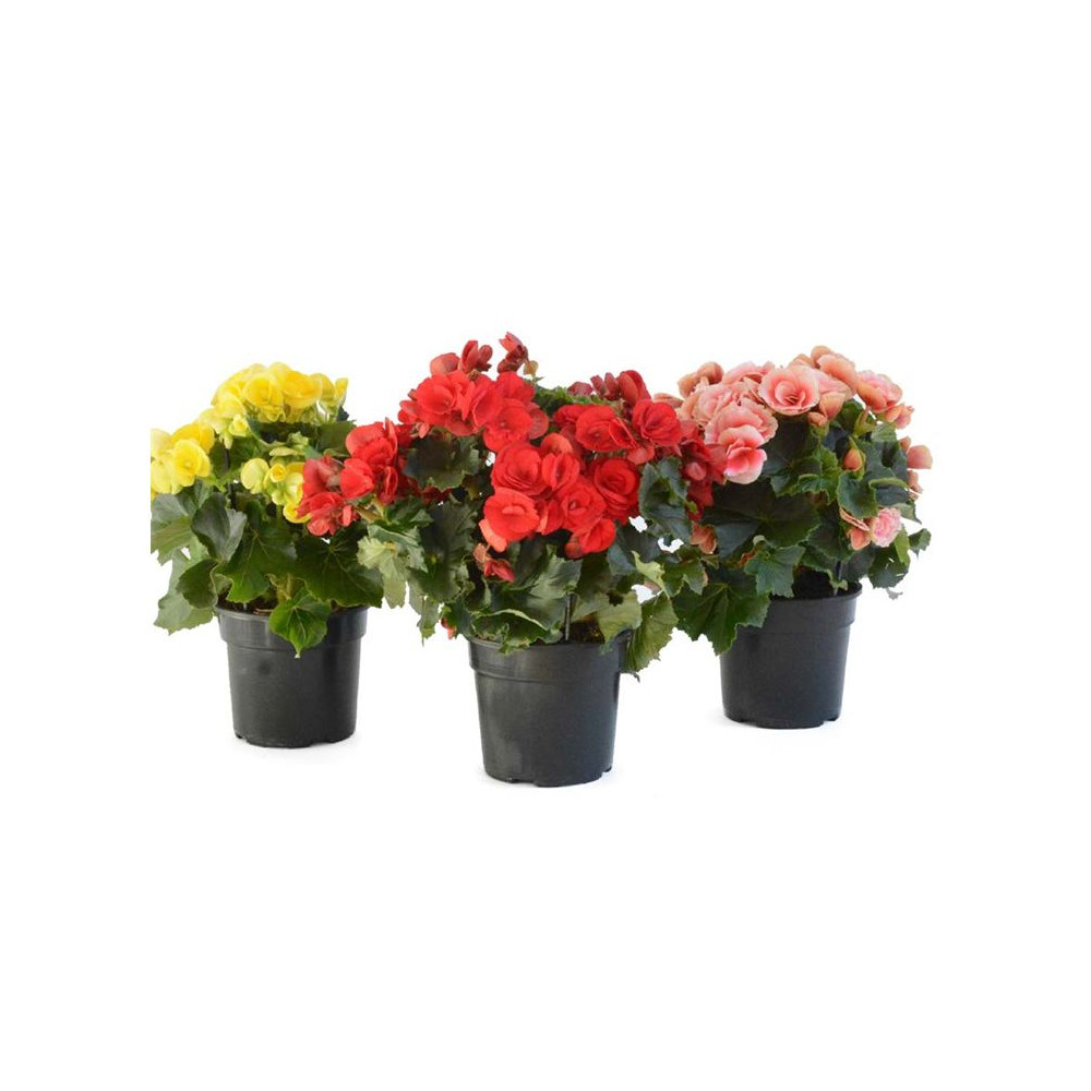 BEGONIA ELATIOR V.22