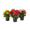 BEGONIA ELATIOR V.22
