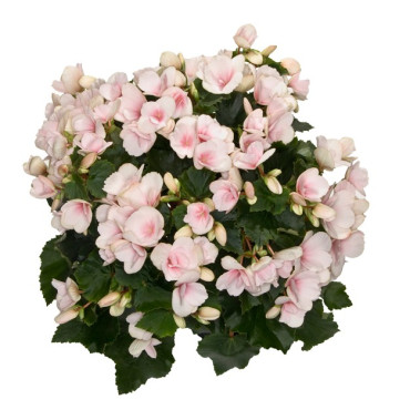 BEGONIA BETULIA V.19