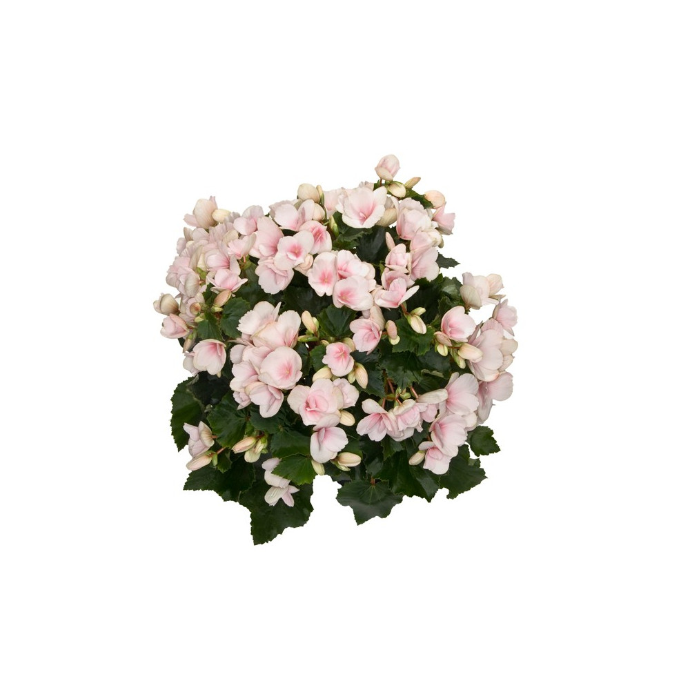 BEGONIA BETULIA V.19