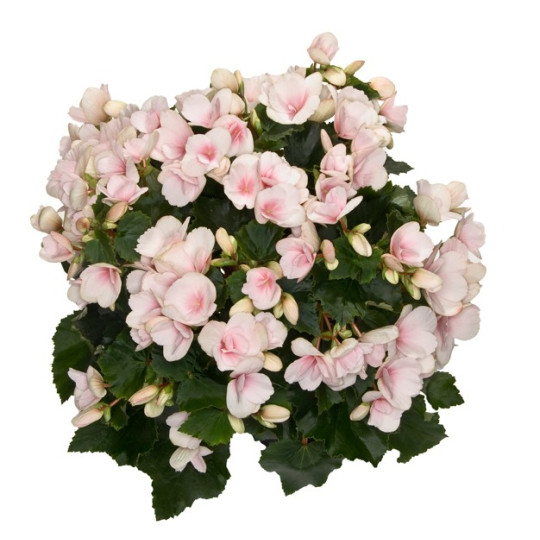 BEGONIA BETULIA V.19