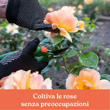 COLTIVARE LE ROSE SENZA PREOCCUPAZIONI