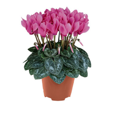 CICLAMINO SUPER SERIE VASO 10 CM